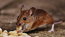24 Hour & Emergency Exterminators in Stoneville, NC